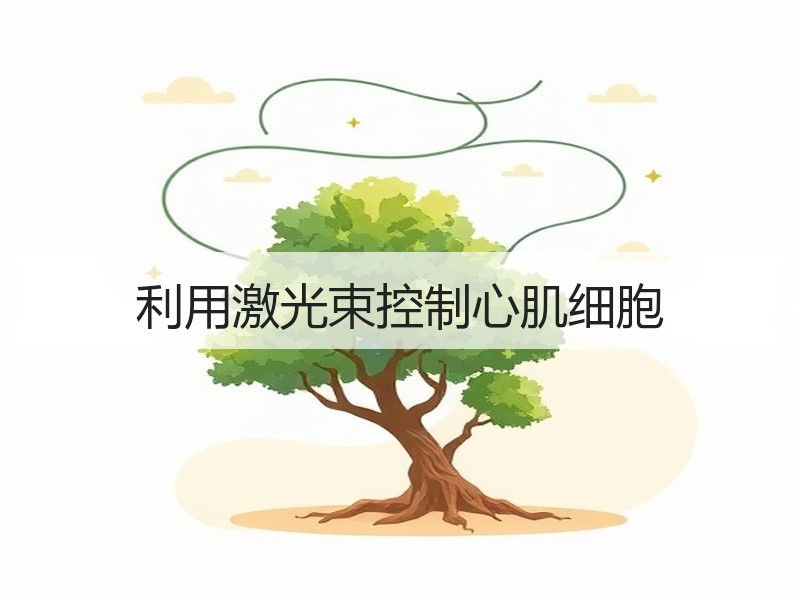 利用激光束控制心肌细胞